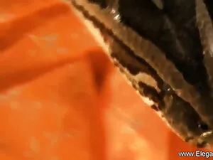 / बेले डेल्फिन नोर्स ...